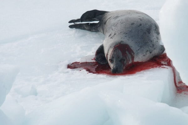 Take Action to Help End Canada’s Commercial Seal Slaughter