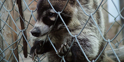 Badgers Held in Tiny Cages, Beaten, and Killed for Their Hair – Take Action Now!