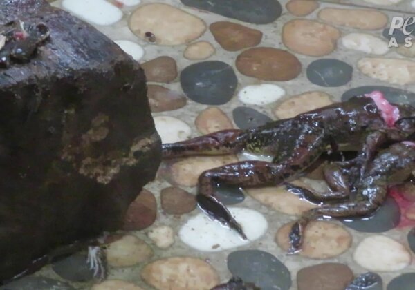 Urge Supermarket Chain Carrefour to Stop Selling Frogs’ Legs