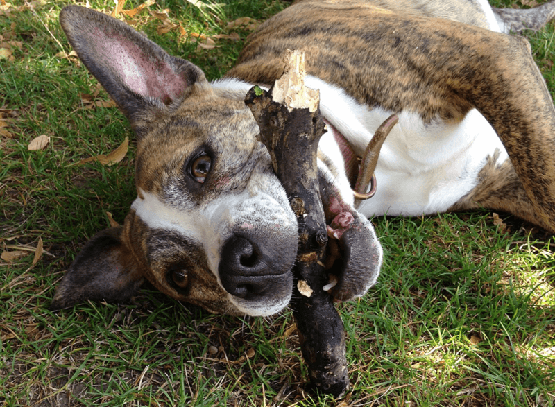 Image shows dog rolling on grass with a stick.