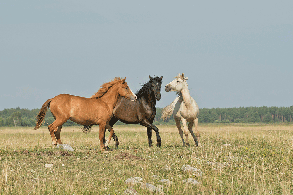 Images shows three horses in a field.