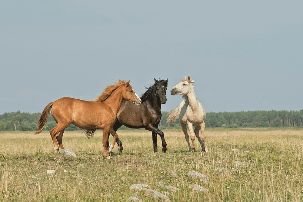 PETA Int’l Science Consortium–Funded Study: No Need to Bleed Horses to Treat Diphtheria