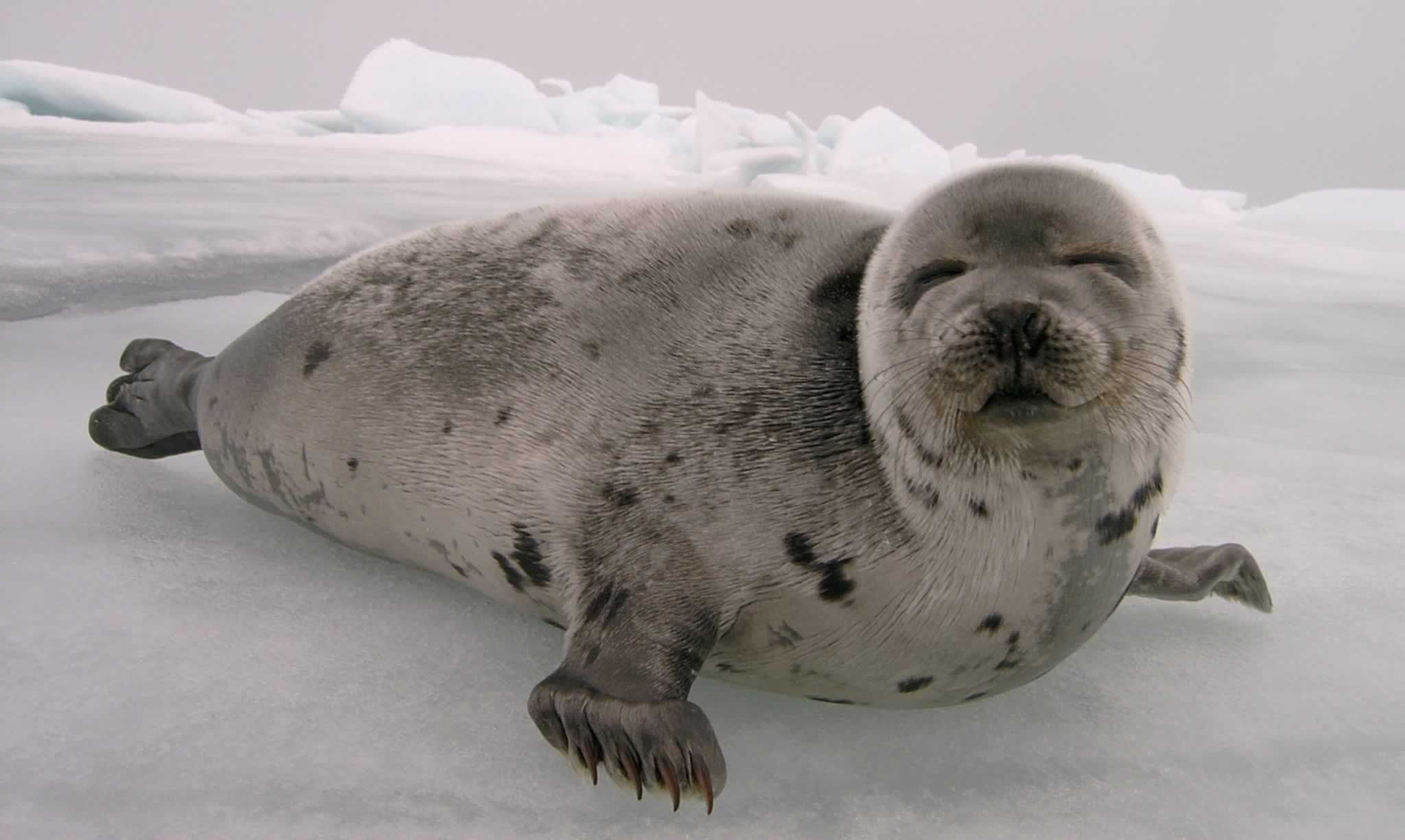 It’s Game Over for Norway’s Seal Slaughter Industry