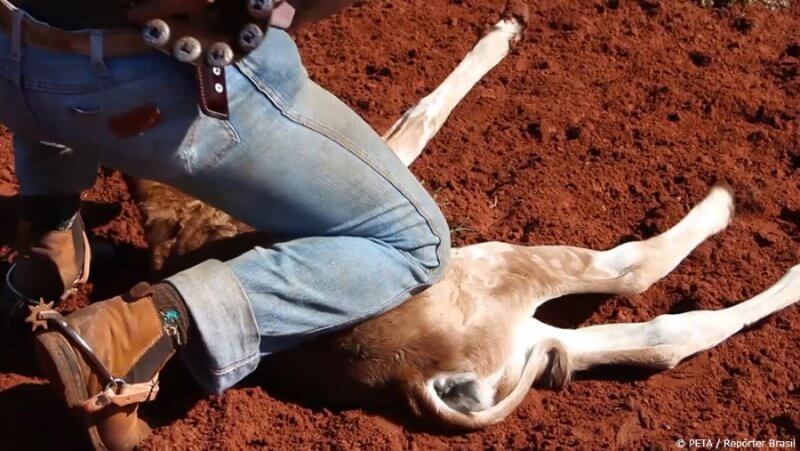 Calf being restrained