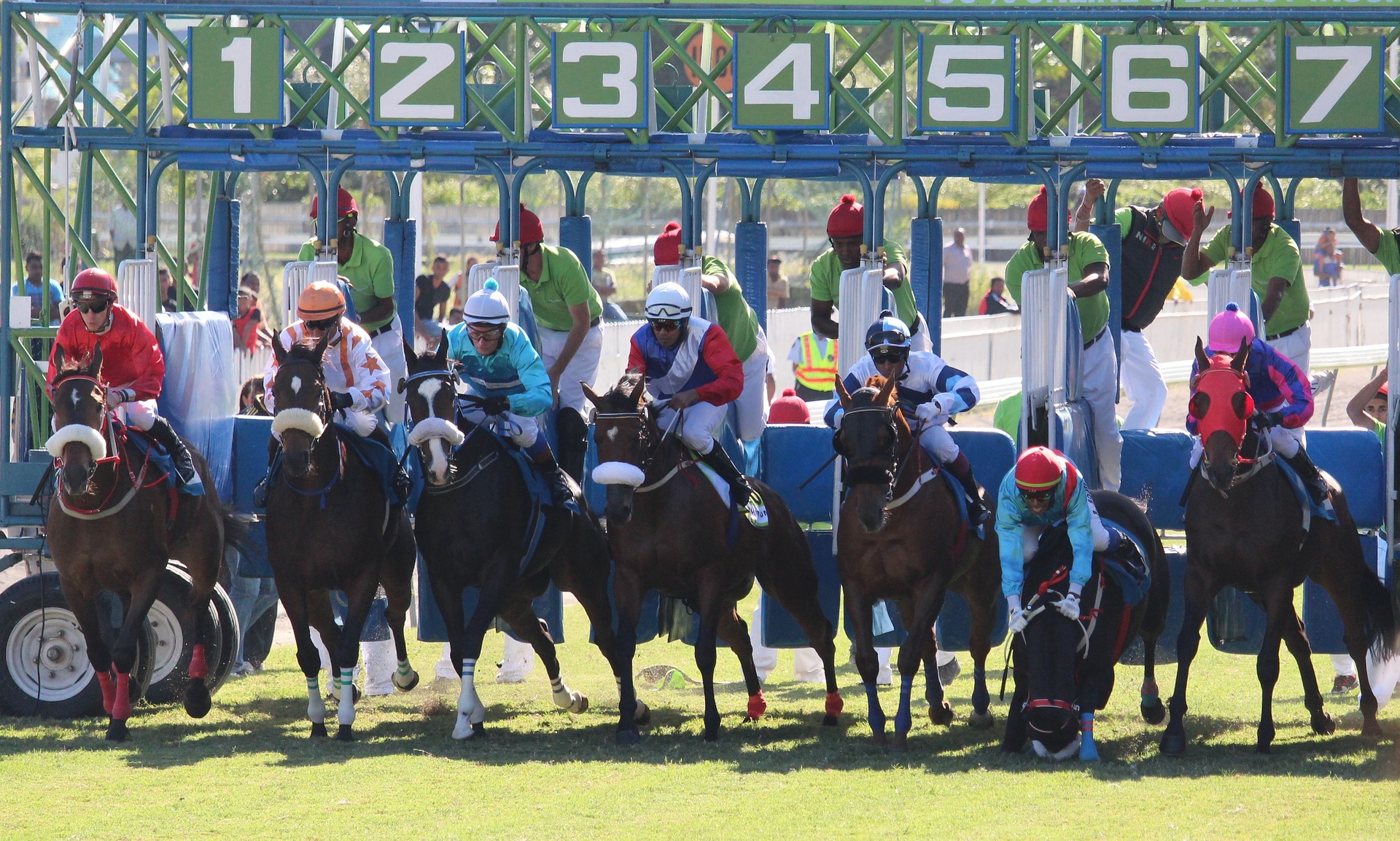 horses at the starting gate, one on the right side of the image is falling.