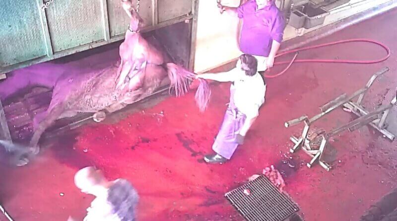Image shows horse at slaughterhouse