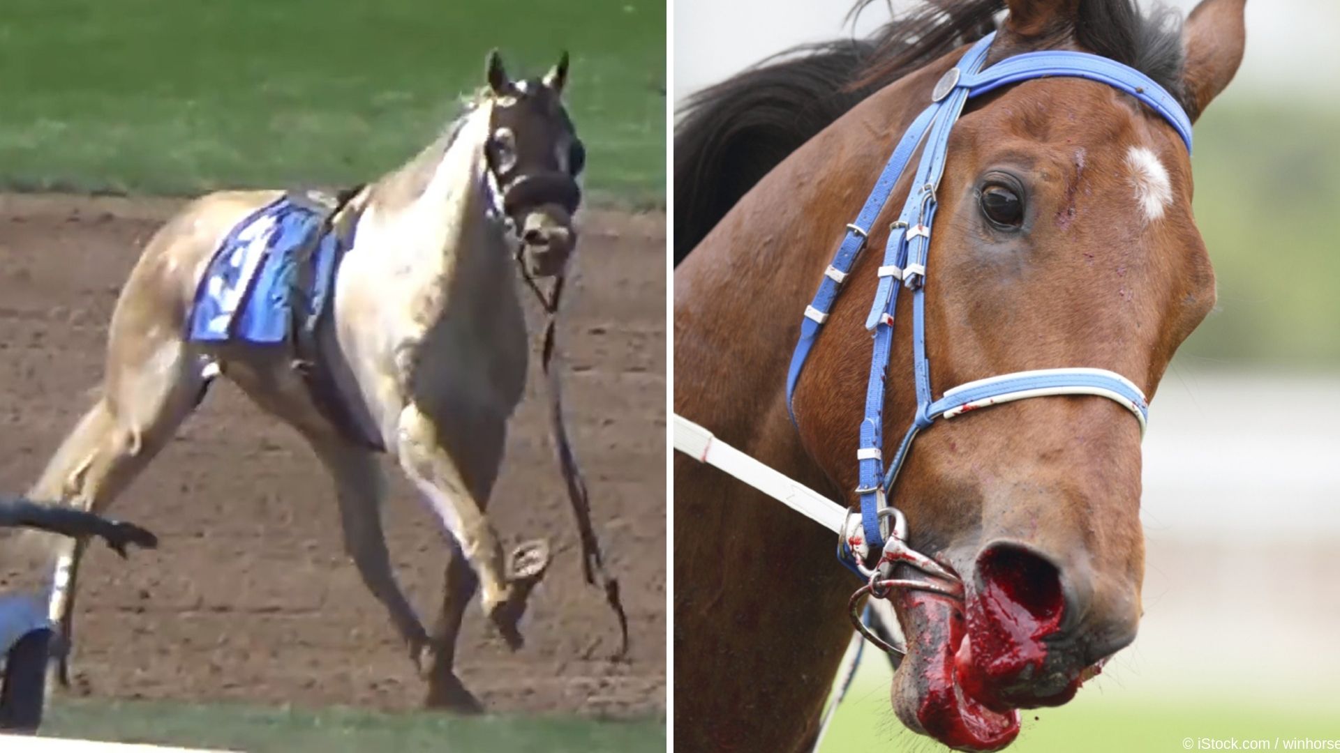 Melbourne Cup 12 Things You Need To Know About Horse Racing News Peta Australia Melbourne Cup 12 Things You Need To Know About Horse Racing News Peta Australia