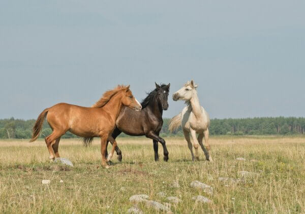 Image shows three horses in field.