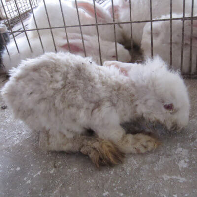 a scared baby rabbit in a cage.