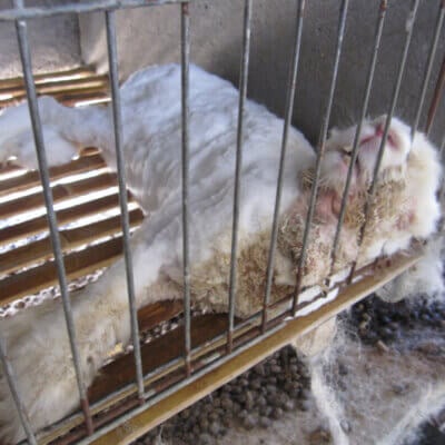 a rabbit, used for angora, in a cage