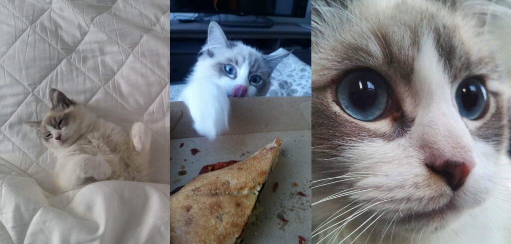 humphrey the adopted cat