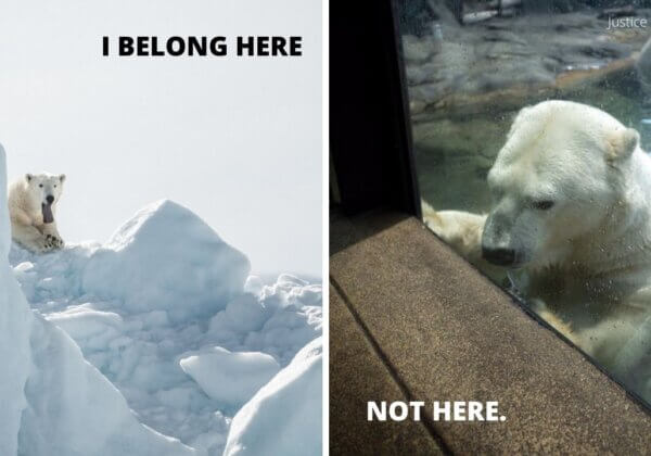 5 Reasons Why Polar Bears Do Not Belong in Australia