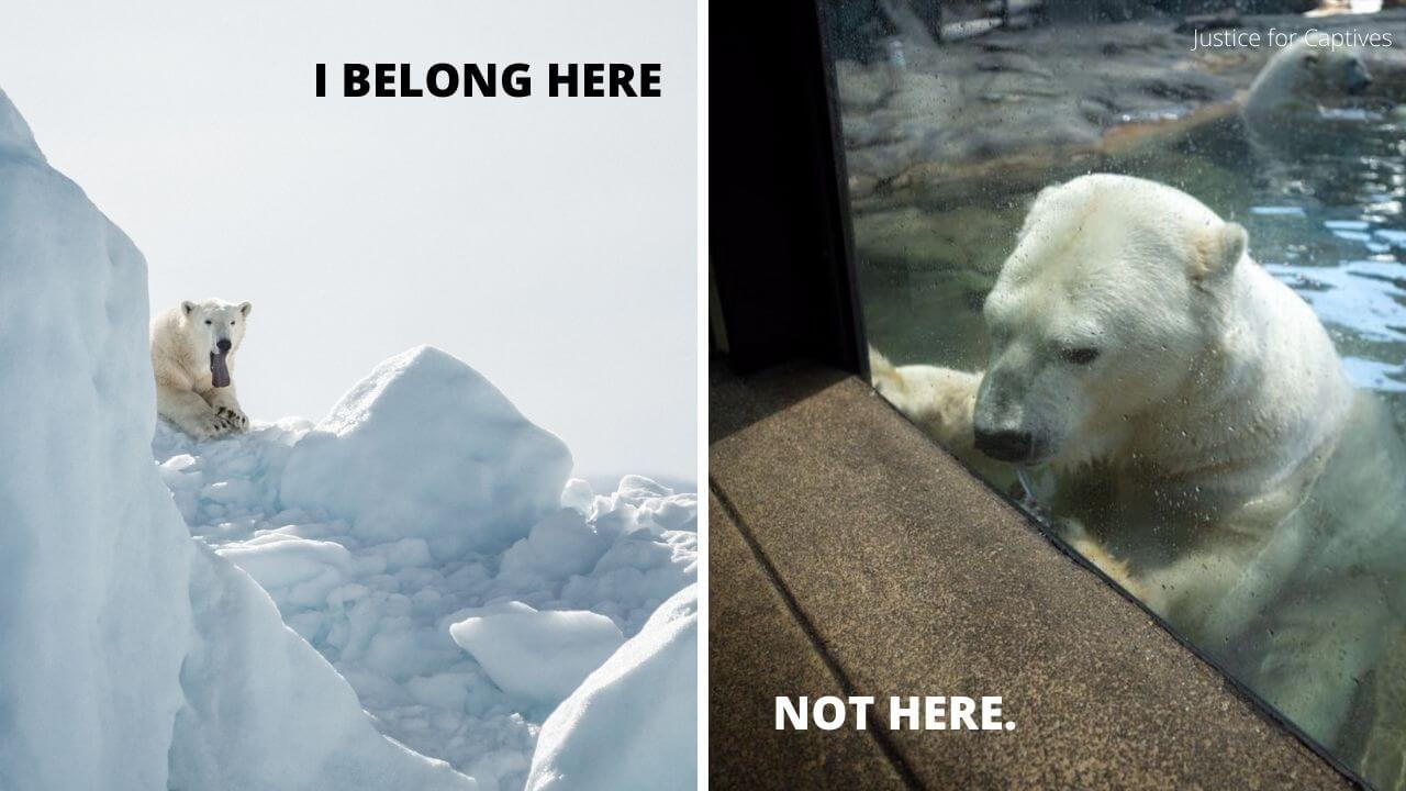 5 Reasons Why Polar Bears Do Not Belong in Australia