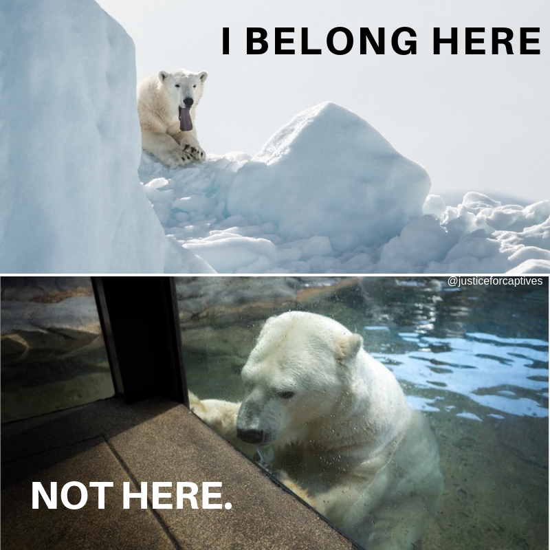 Polar bears don't belong in cages.