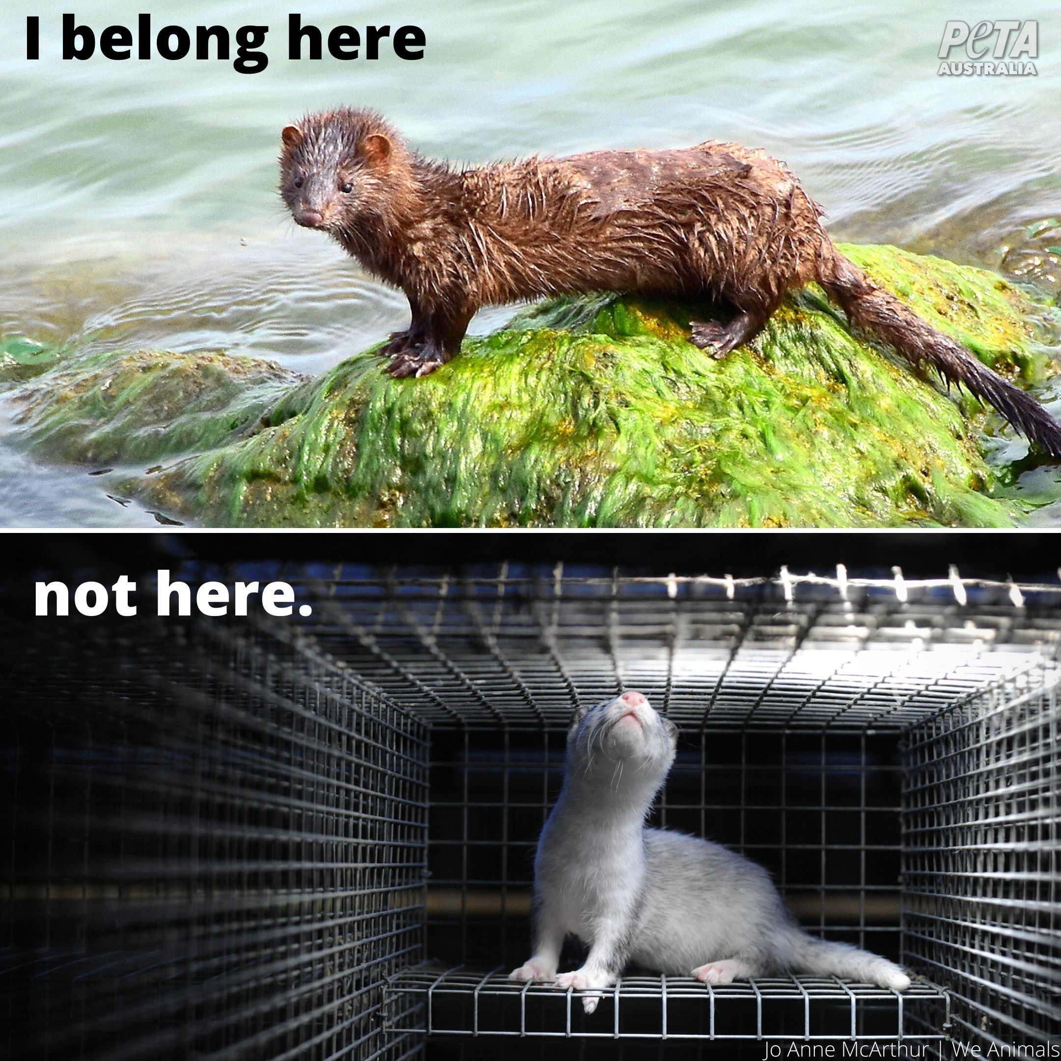 Top photo of a mink in his natural habitat and bottom photo of a mink on a fur farm.