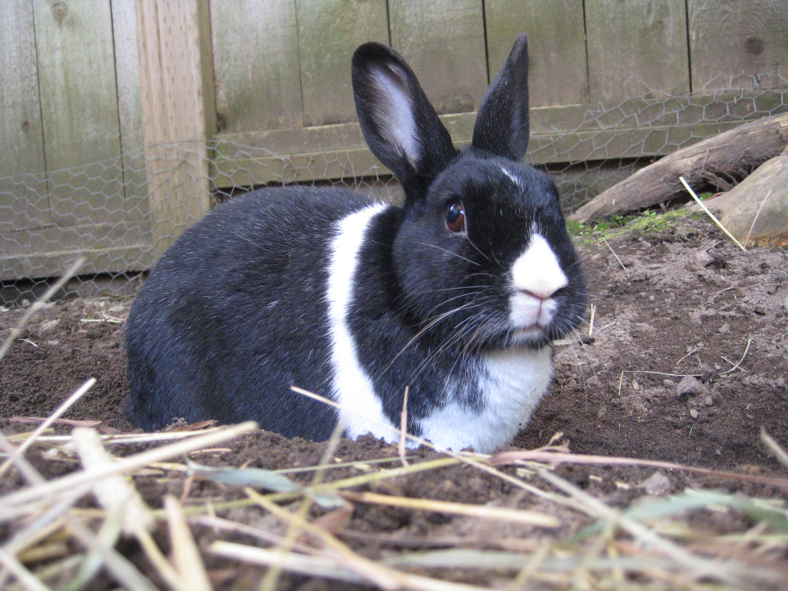 Victory! The Just Group Stops Selling Angora!