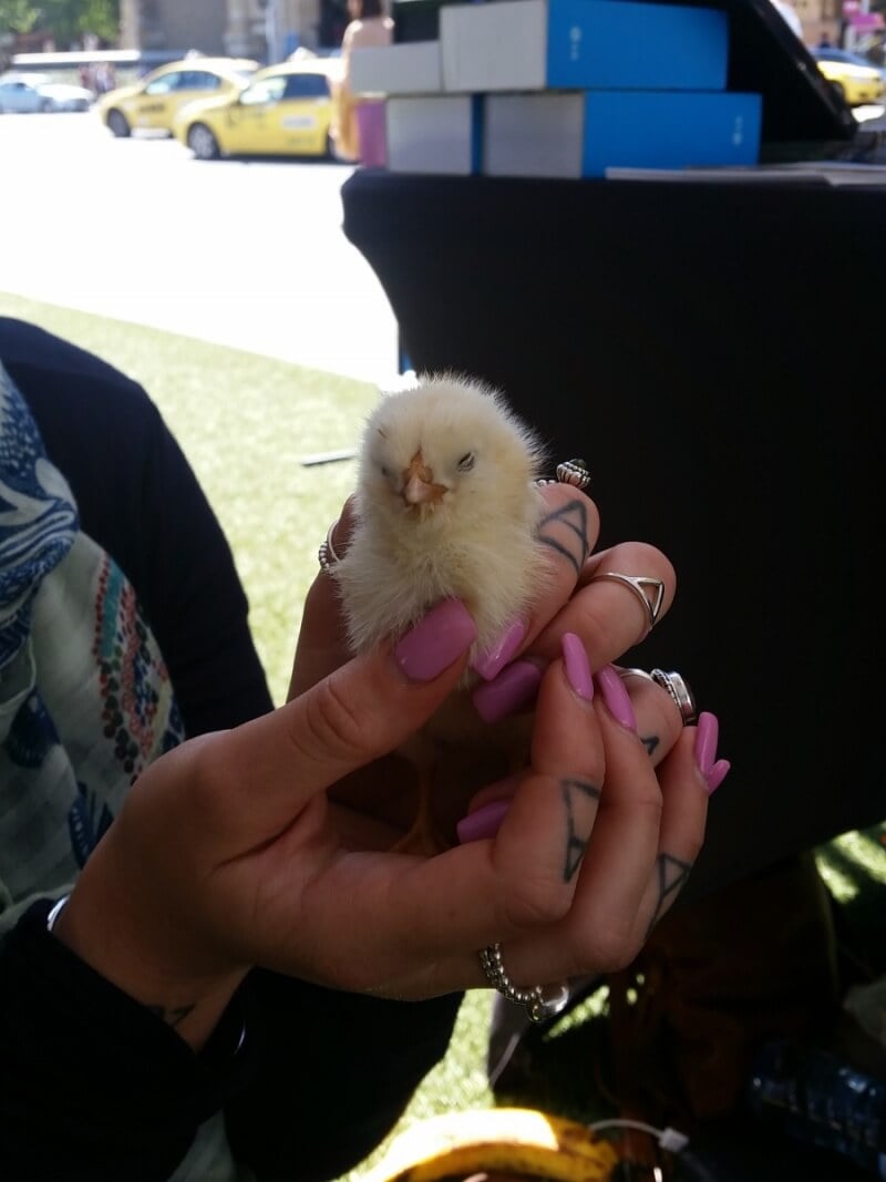 Douglas the chick