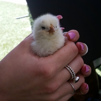 Douglas the chick - rescued by PETA