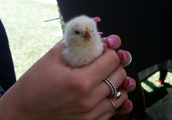 RESCUED: Chick Found in Melbourne’s CBD Loving Life at a Sanctuary