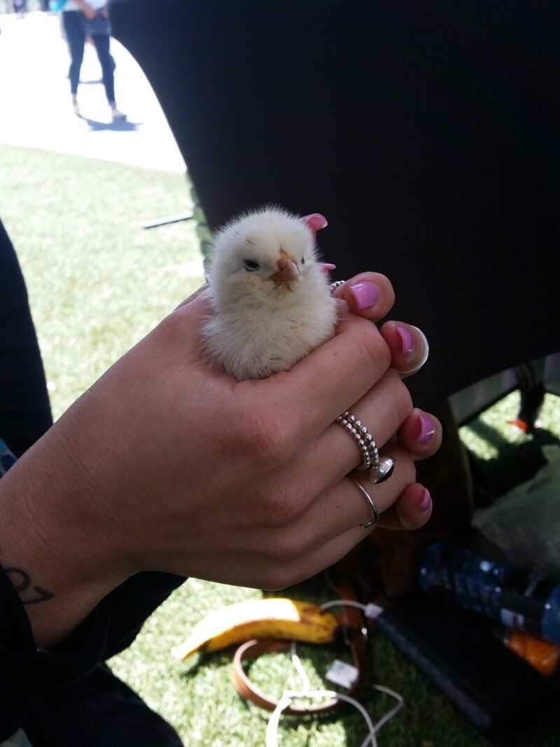 Rescued chick
