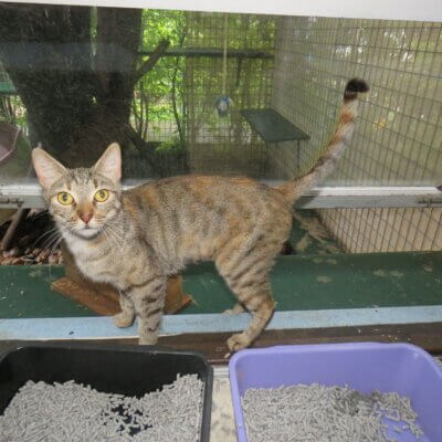 a cat rescued from flooding