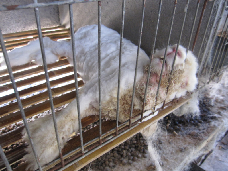 In many cases, the rabbits weren’t offered any treatment for severe and chronic infections, sores, respiratory distress, malnutrition, blindness, or neurological damage.