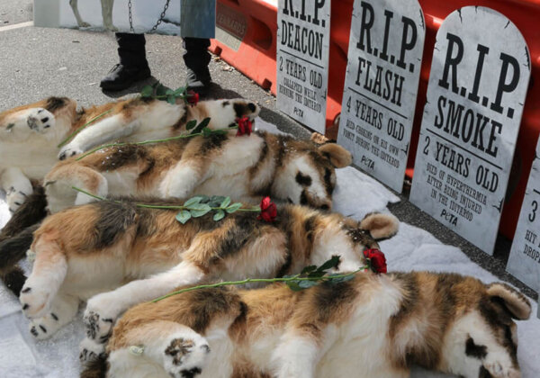 Why PETA Activists Took Gravestones to the Grand Prix