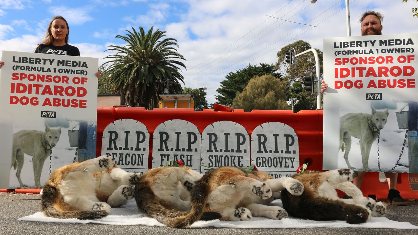 "gravestones" with "dogs" at the Grand Prix in Melbourne