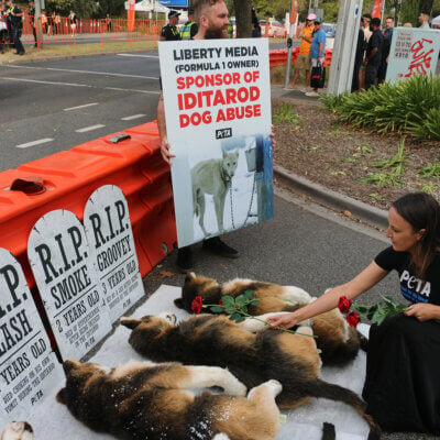 "gravestones" with "dogs" at the Grand Prix in Melbourne