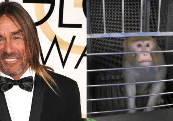 Iggy Pop Speaks Up for Monkeys Used in Experiments