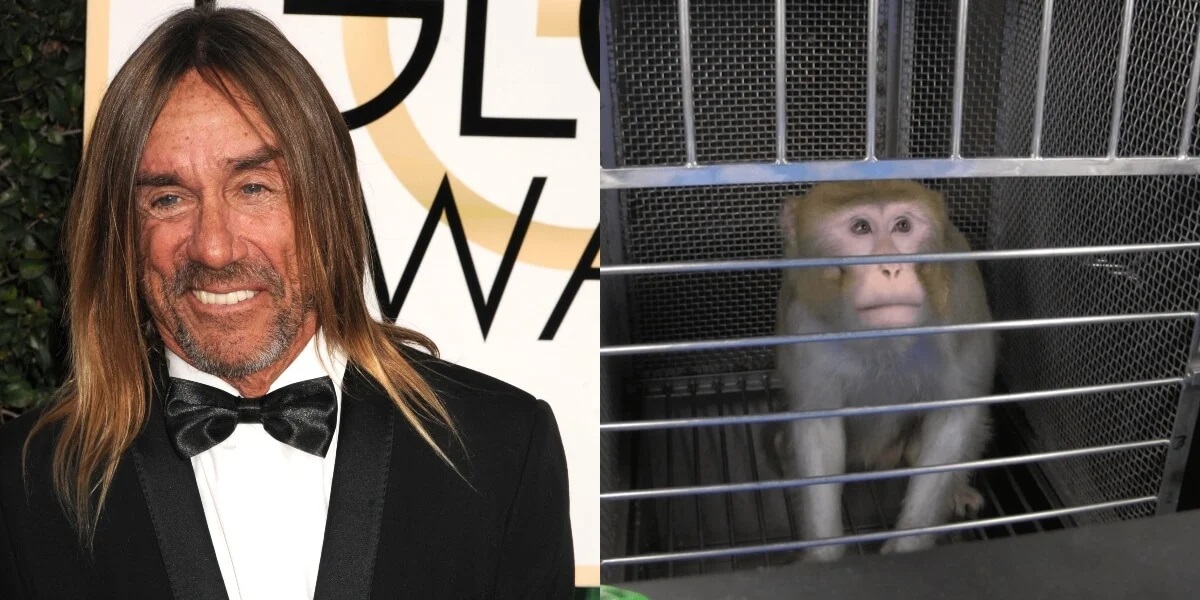 Iggy Pop Speaks Up for Monkeys Used in Experiments