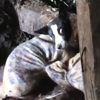 A dog cowers in a bag near a wet market in Nagaland, India.