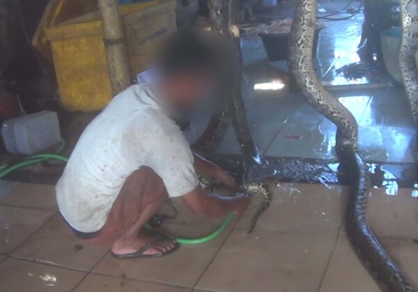 a worker inflates a python