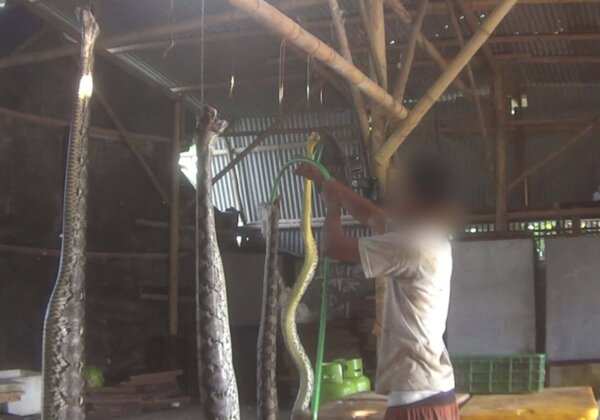 a worker inflates a python