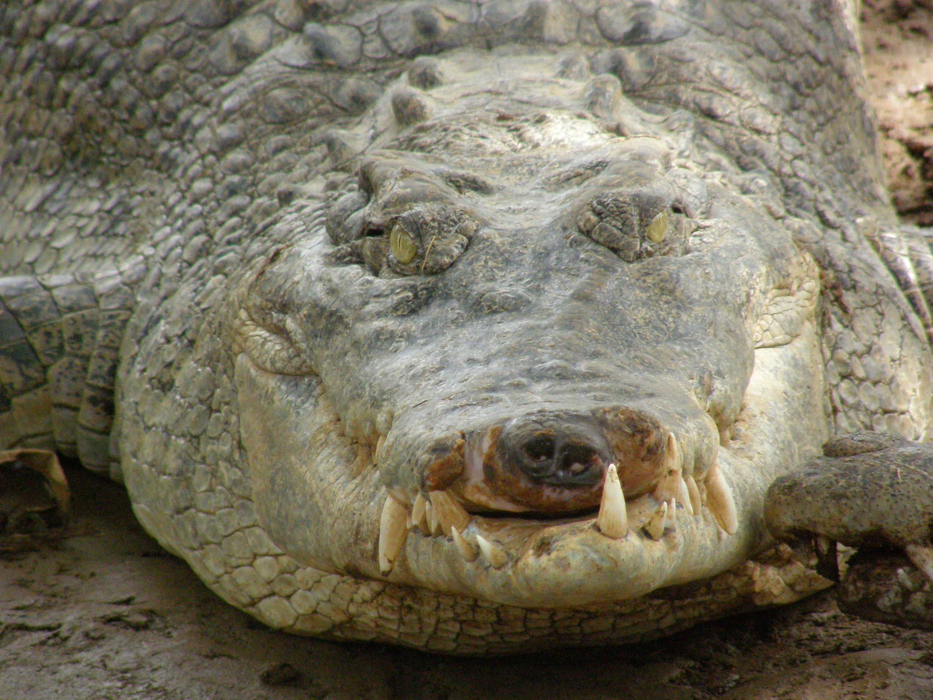 Exposed: Crocodiles and Alligators Factory-Farmed for Hermes