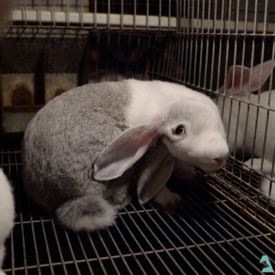 A rabbit with head tilt