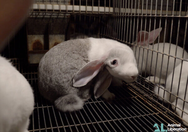 Australia’s Rabbit-Meat Industry Exposed