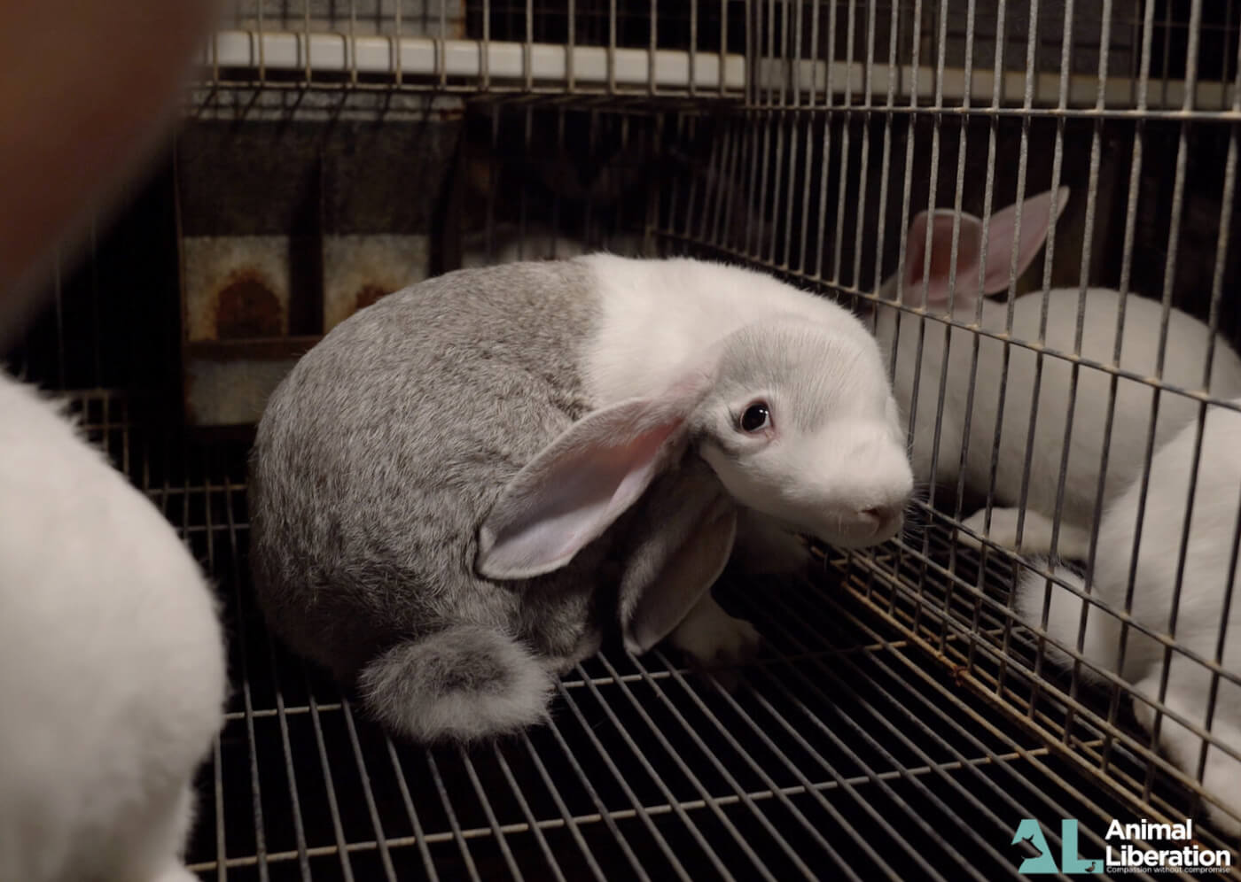 Australia’s Rabbit-Meat Industry Exposed