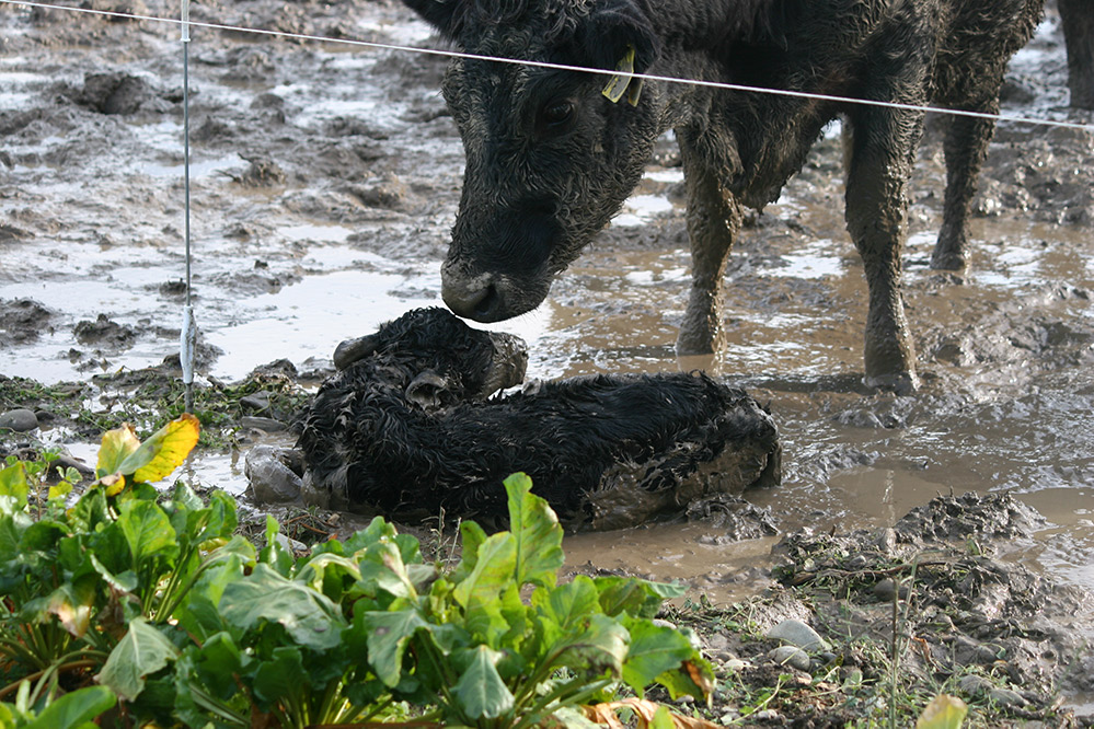 A dairy cow and her baby surrounded by mud.