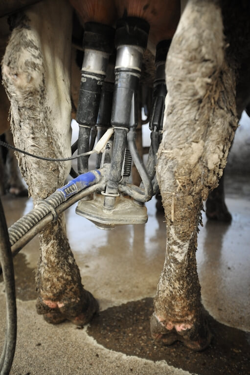 Dairy Cow Milk Machine