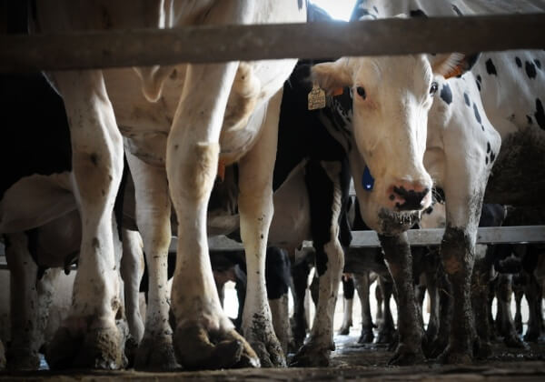 Farmer Convicted of Abuse After 210 Cows Found With Broken Tails