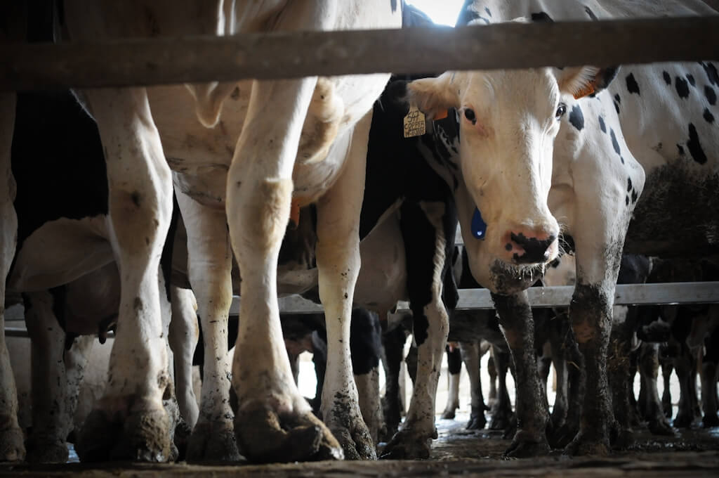 Farmer Convicted of Abuse After 210 Cows Found With Broken Tails