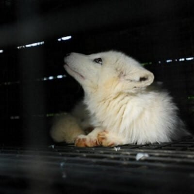 Trapped Fox on Fur Farm