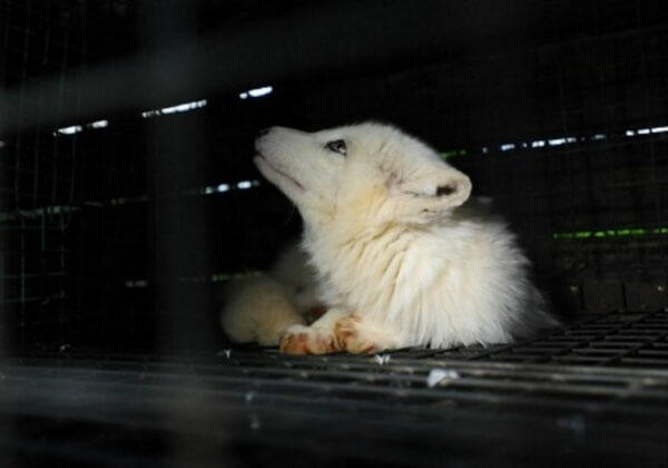 Trapped Fox on Fur Farm