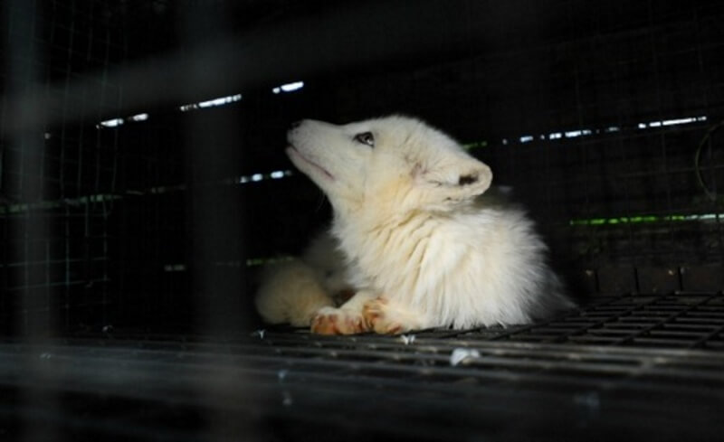 Trapped Fox on Fur Farm