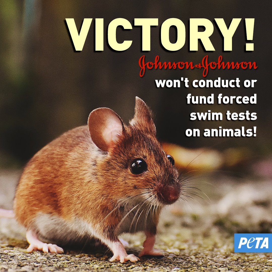 Victory! Johnson & Johnson Bans NearDrowning Tests on Animals News Victory! Johnson & Johnson Bans NearDrowning Tests on Animals News