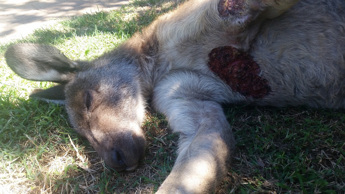 Image shows a dead kangaroo.