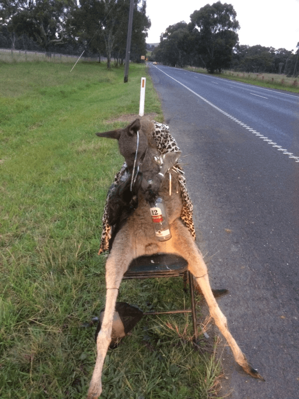 REWARD: Help Catch Melbourne’s Kangaroo Killer