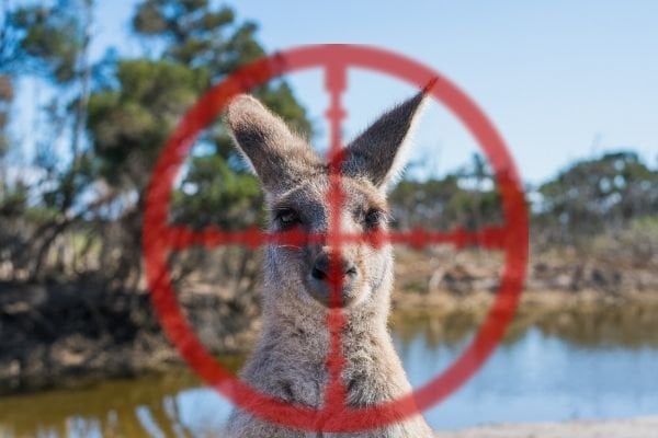 Why Does Australia Kill Kangaroos?