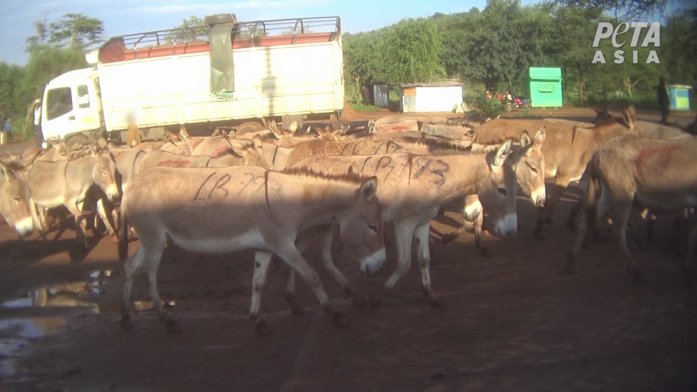 Donkeys in Kenya.